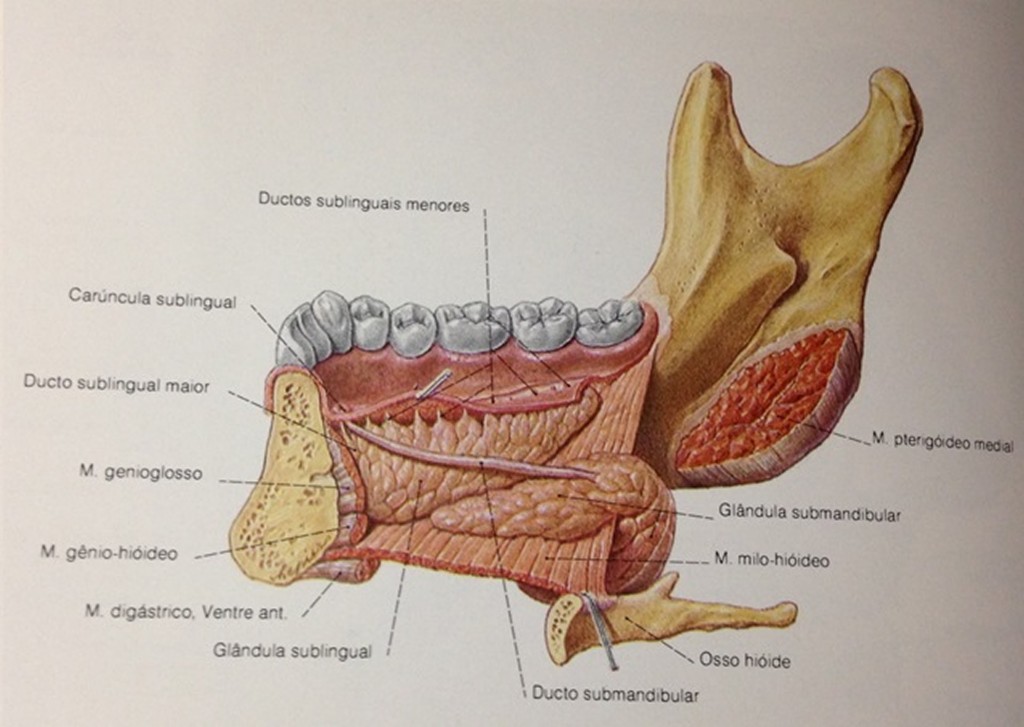 Vista medial da mandíbula mostrando a posição das glândulas submandibular e sublingual Fonte: Atlas de Anatomia, Sobotta -2006