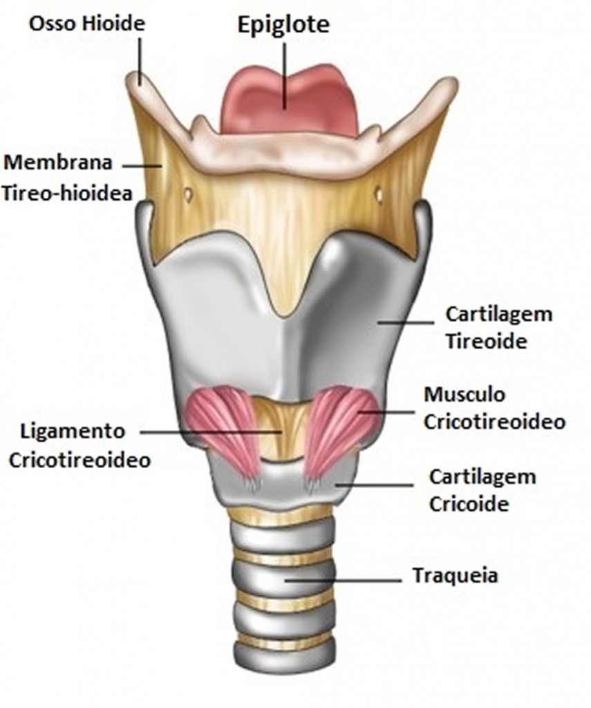 Fonte: http://www.portaleducacao.com.br/medicina/artigos/8115/anatomia-da-laringe